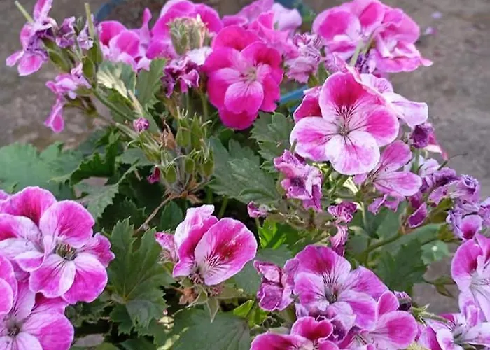 Вилла Giulia 3 Levels