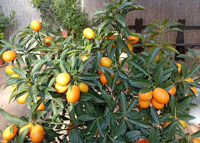 Giulia 3 Levels Вилла *